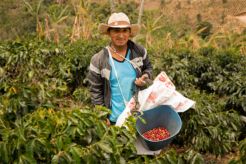 Trabajador del caf&eacute;